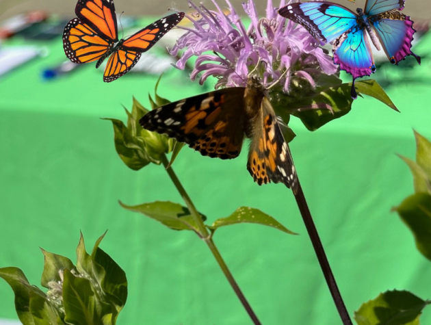 Butterfly Events Soar in White Rock, Raising funds for Peace Arch Hospital