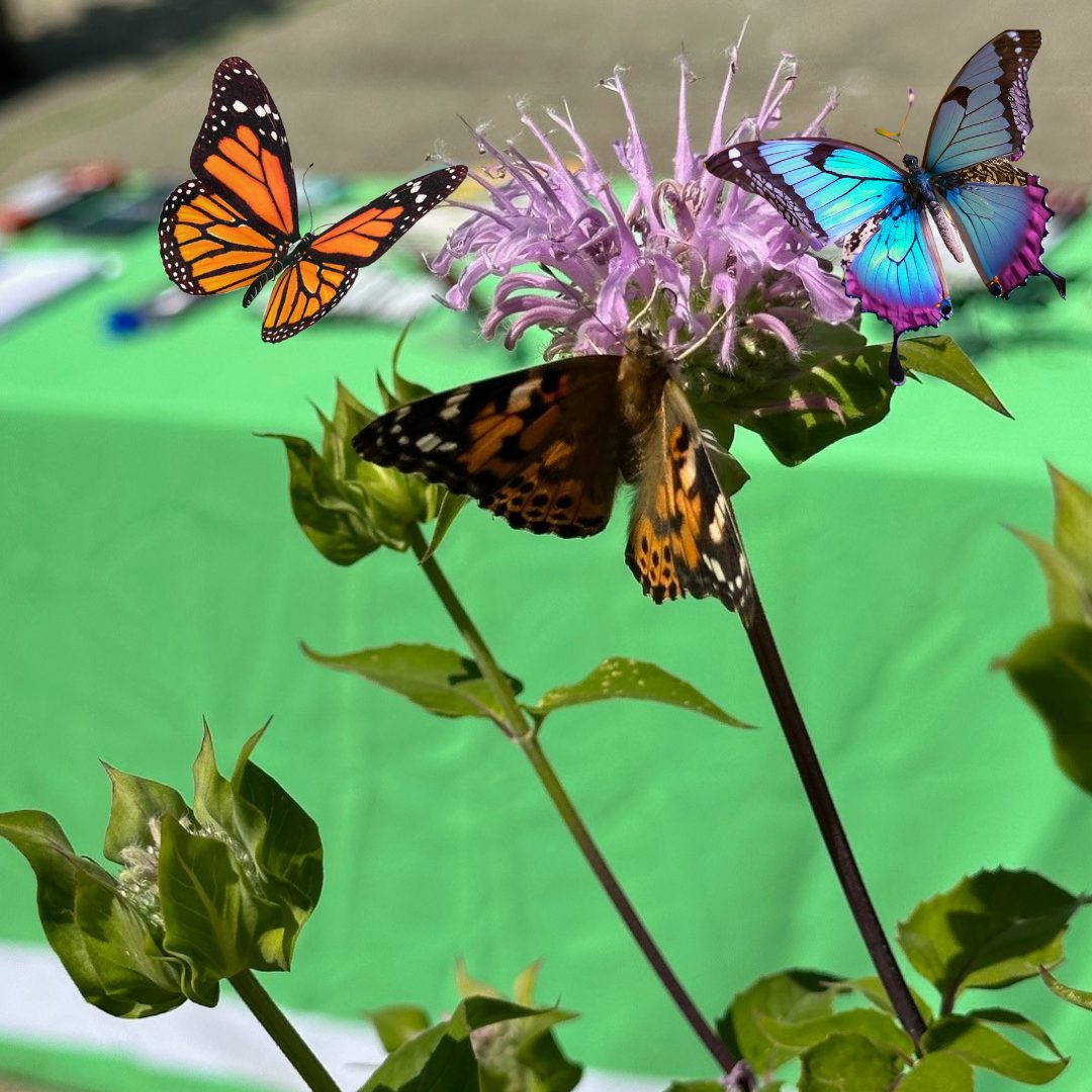 Butterfly Events Soar in White Rock, Raising funds for Peace Arch Hospital